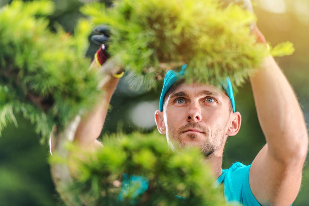 Entretien de Jardin